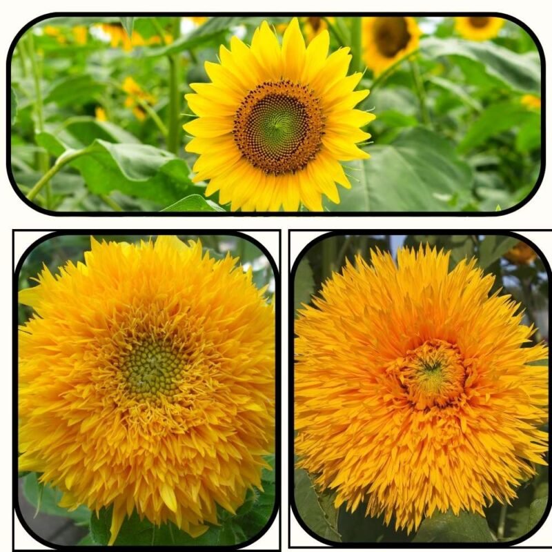 3 Different Varieties of Sunflower Seeds Combo Pack
