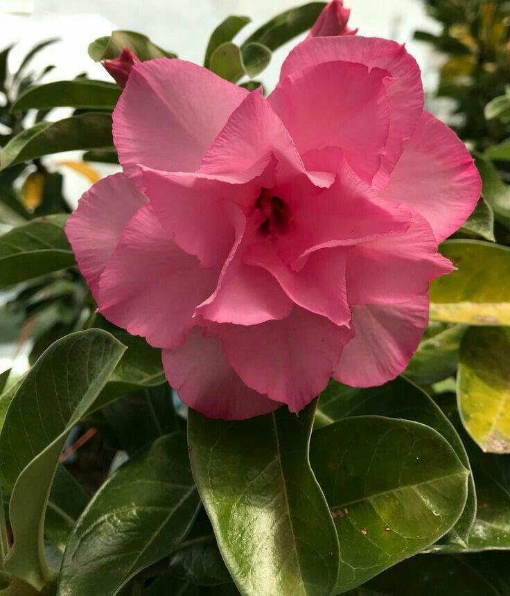 Adenium Plant(Grafted) for Sale | Buy Adenium Online Adenium Plant(Grafted) for Sale | Buy Adenium Online