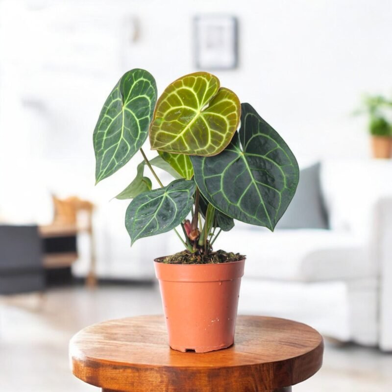 Anthurium Clarinervium Plant