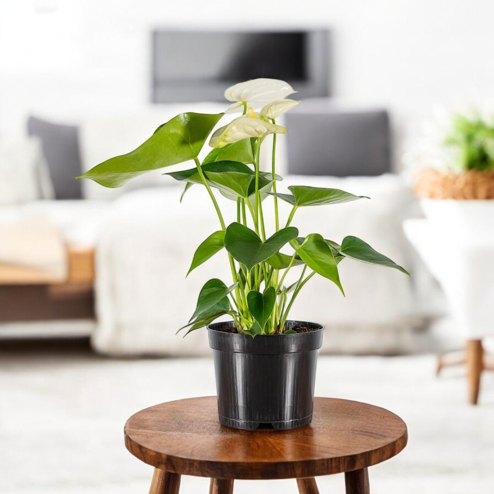 Anthurium Plant White - Tailflower Plant | Air Purifier Indoor Plant Anthurium Plant White - Tailflower Plant | Air Purifier Indoor Plant