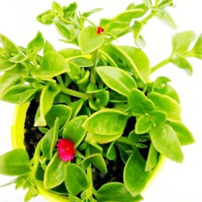 Aptenia Cordifolia Green - Baby Sun Rose Plant