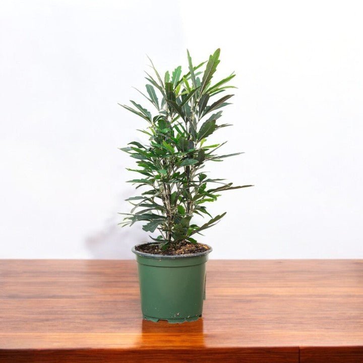 Aralia Black Plant