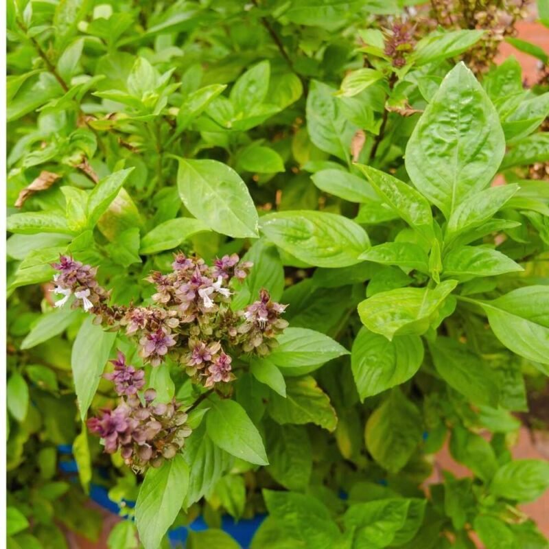 Basil Green Long (Clause) Seeds - 200 Seeds (Tulsi/तुलसी के बीज)
