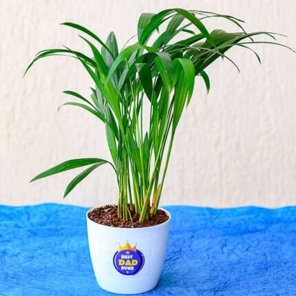Best Indoor Areca Palm for Best Dad Ever