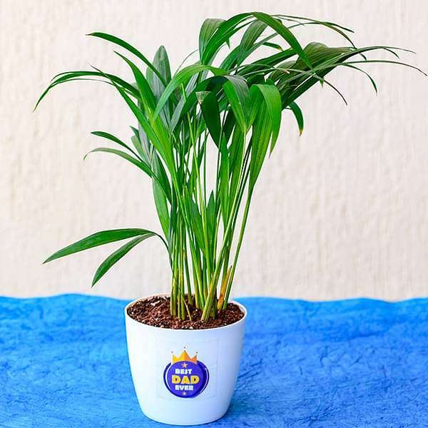 Best Indoor Areca Palm for Best Dad Ever