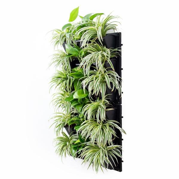 Best Indoor Survivals for Vertical Garden