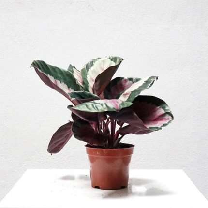 Calathea Corona - Plant