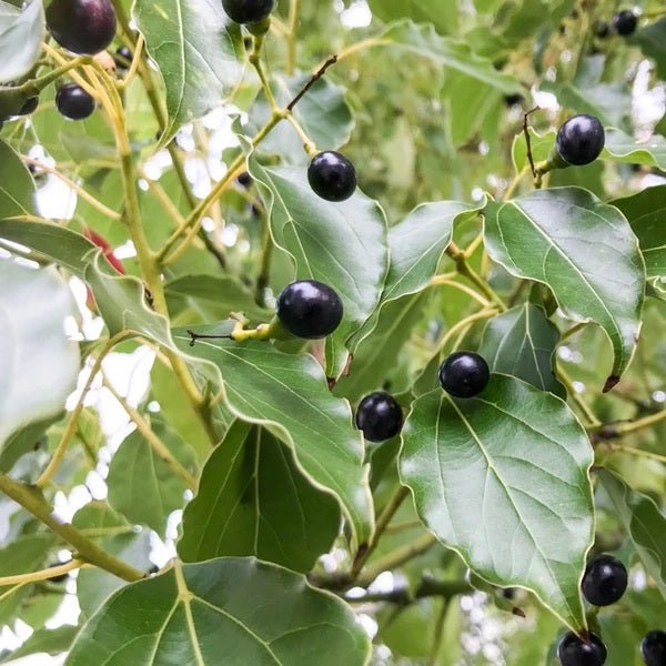Camphor Plant - Kapoor Plant, Cinnamomum Camphora, Camphorwood