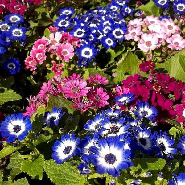 Cineraria Mixed Color - Flower Seeds