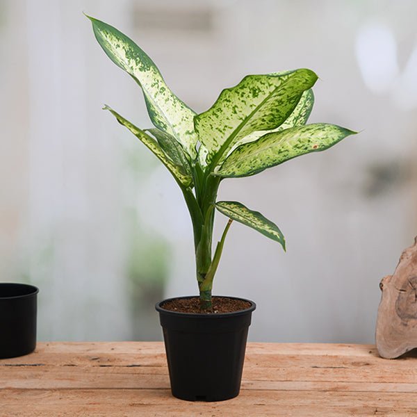 Dieffenbachia Amoena Tropic Snow - Plant