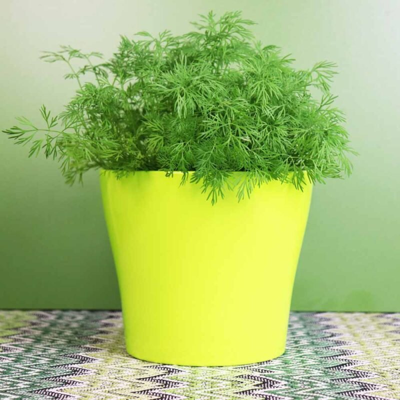 Dill Seeds - 1000 Seeds (डिल के बीज)