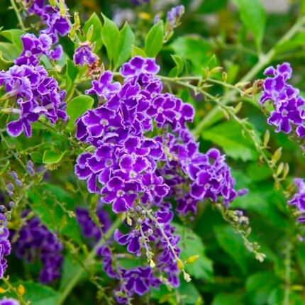Duranta Erecta - Golden Dewdrop Plant