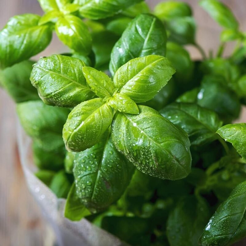 Emily Basil Seeds - 200 Seeds (Tulsi/तुलसी के बीज)