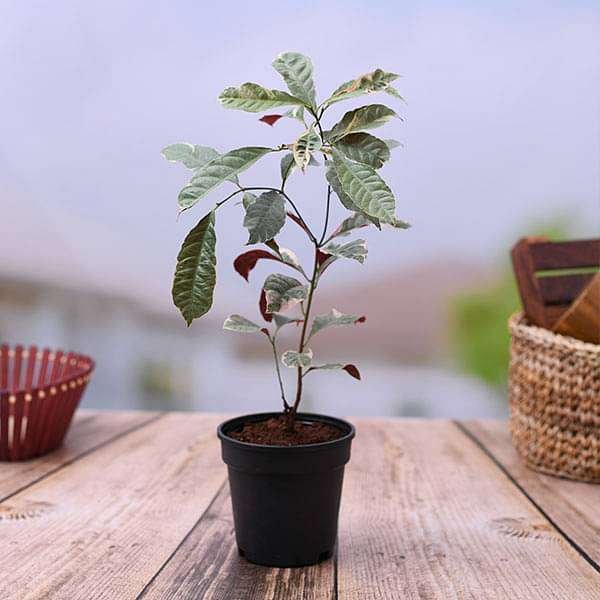 Excoecaria Bicolor Variegated, Chinese Croton - Plant