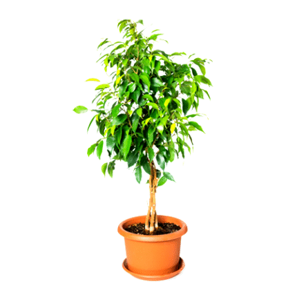 Ficus Black Plant - Ficus Benjamina, Weeping Fig
