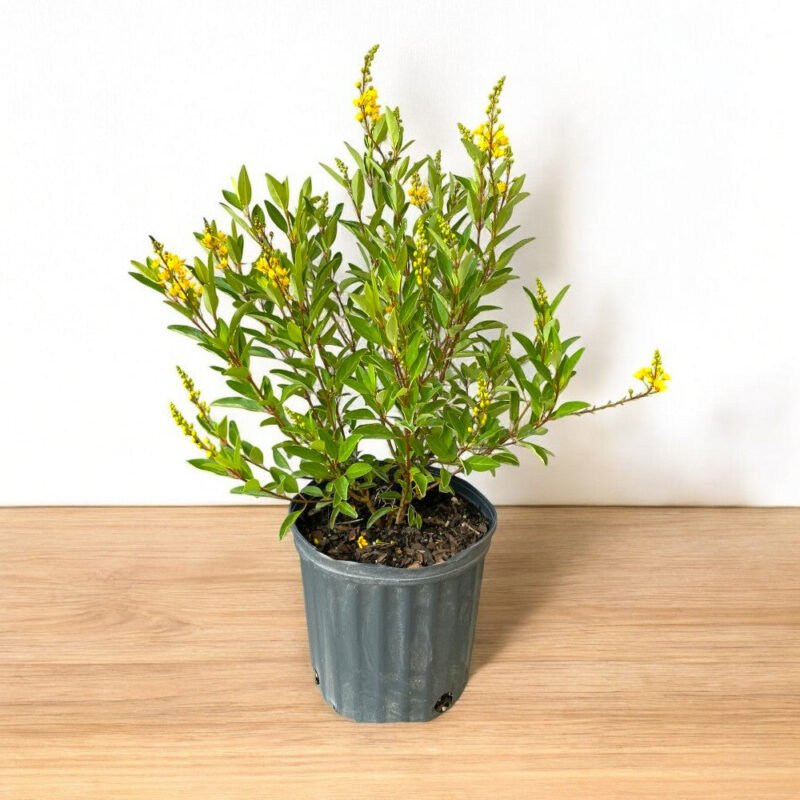 Galphimia Gracilis Plant - Golden Shower
