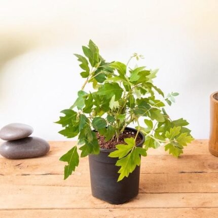 Grape Ivy - Plant