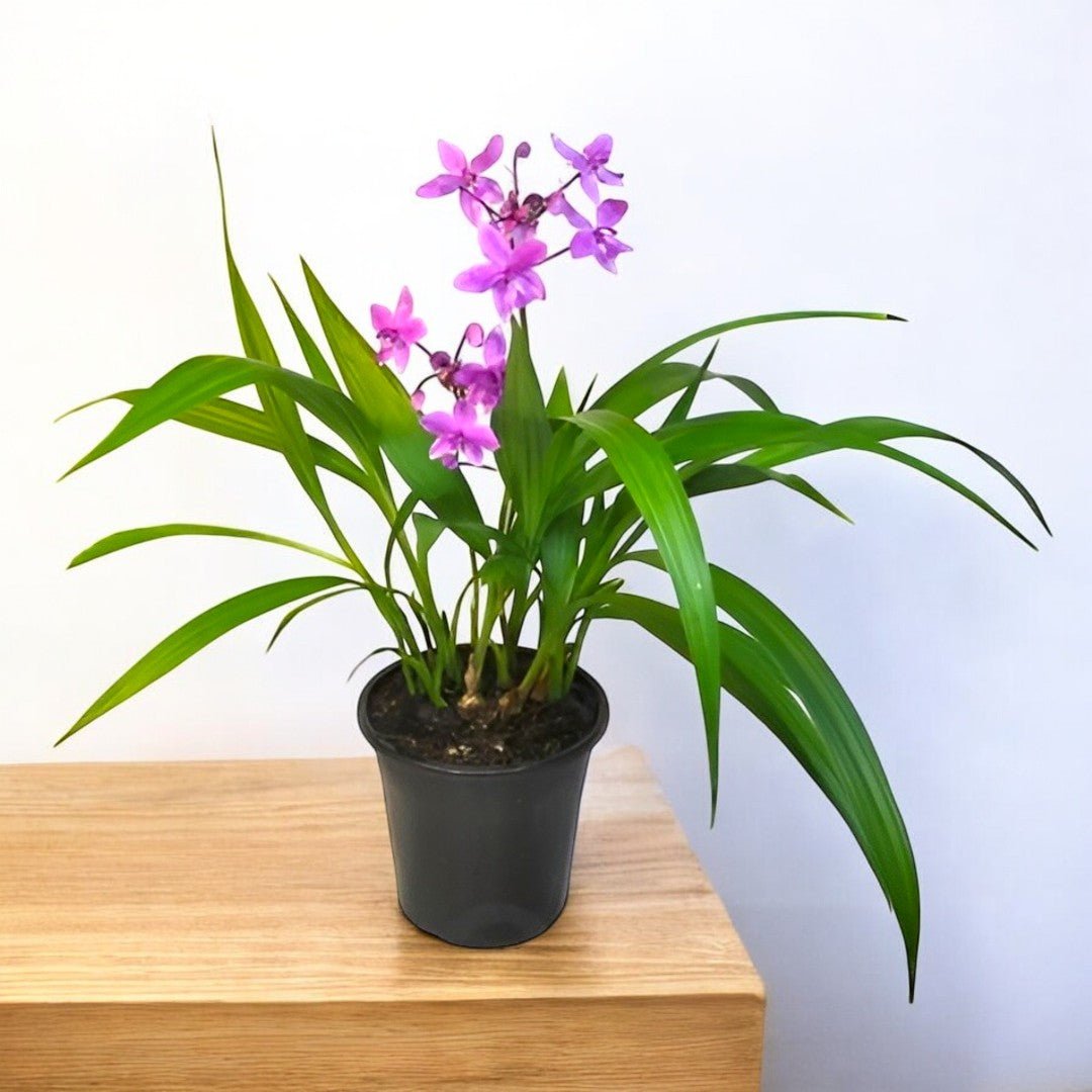 Ground Orchid Plant - Spathoglotis Plicata Ground Orchid Plant - Spathoglotis Plicata