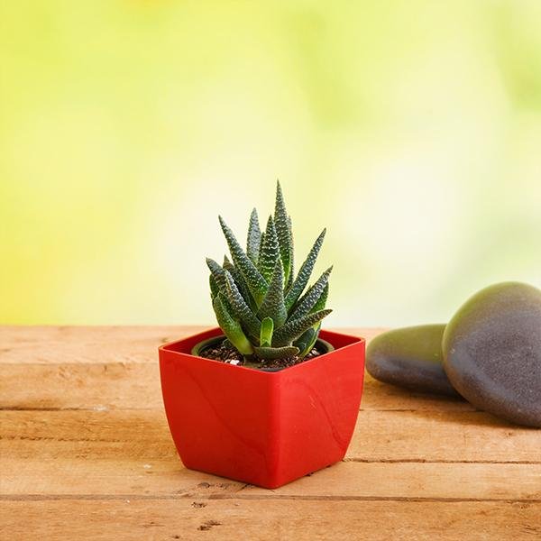 Haworthia attenuata - Succulent Plant