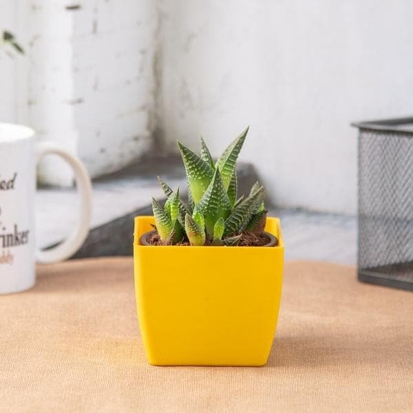 Haworthia limifolia - Succulent Plant