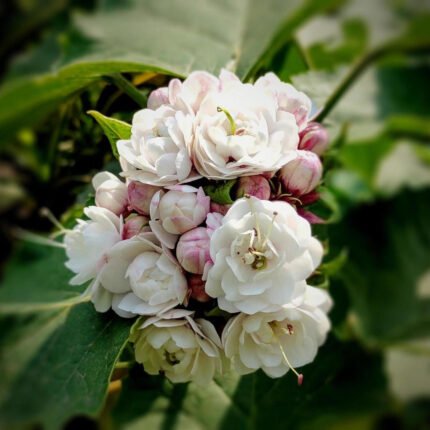 Hazari Mogra Plant - Clerodendrum Chinense