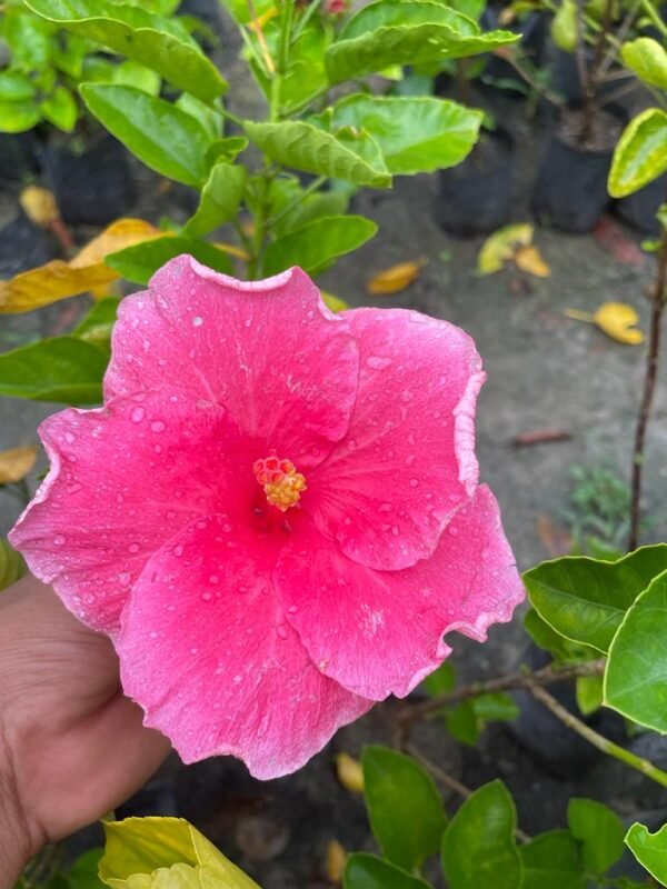 Hibiscus Plants for Sale | Buy Hibiscus Plant Online | Hibiscus Plants near me | Hibiscus Flower Plant for Sale