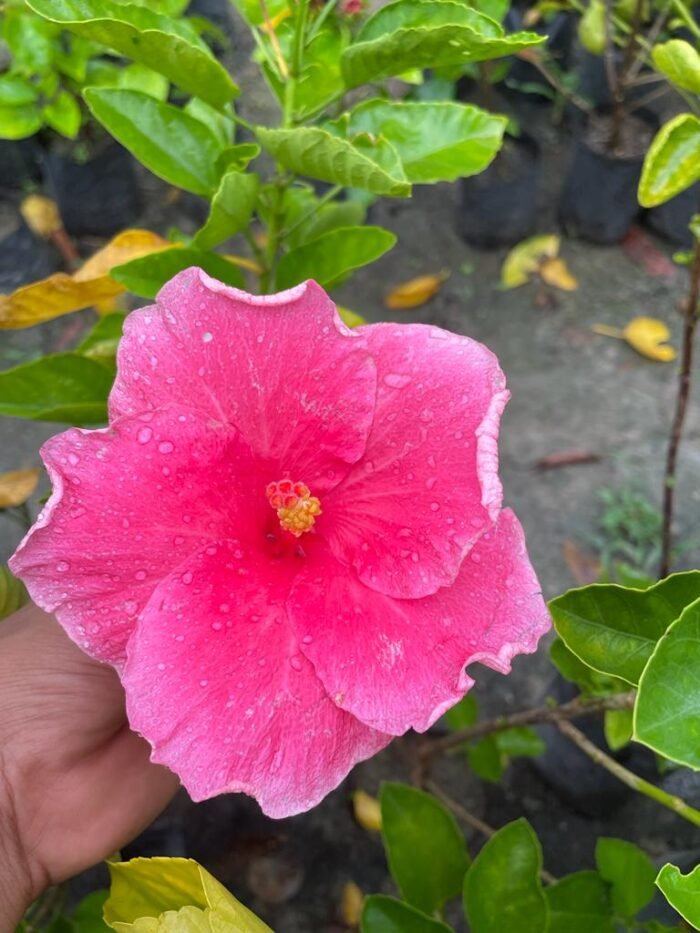 Hibiscus Plants for Sale | Buy Hibiscus Plant Online | Hibiscus Plants near me | Hibiscus Flower Plant for Sale