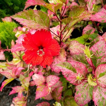 Hibiscus Variegated Red Plant - Hibiscus Rosa-Sinensis Red Hot