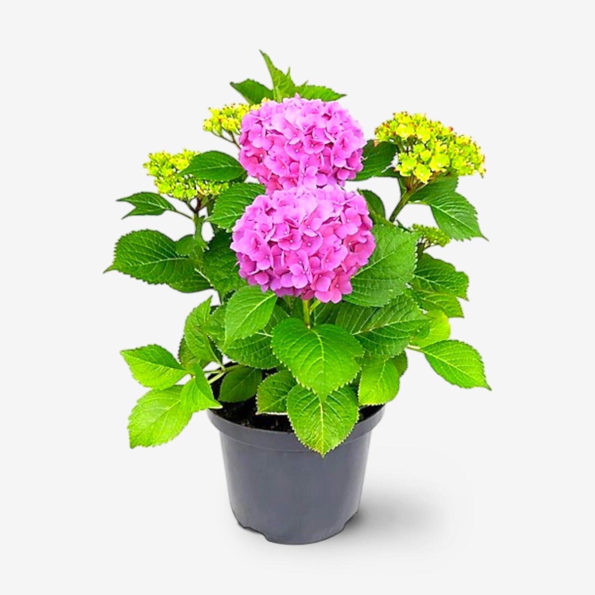 Hydrangea Plant (Pink) – Hybrid Variety Hydrangea Plant (Pink) – Hybrid Variety