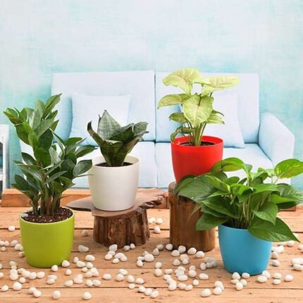 Independence Day Special (4 Plants Pack)