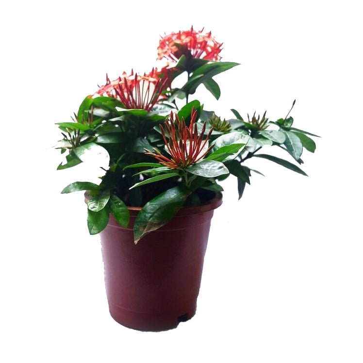Ixora Big Pink Plant