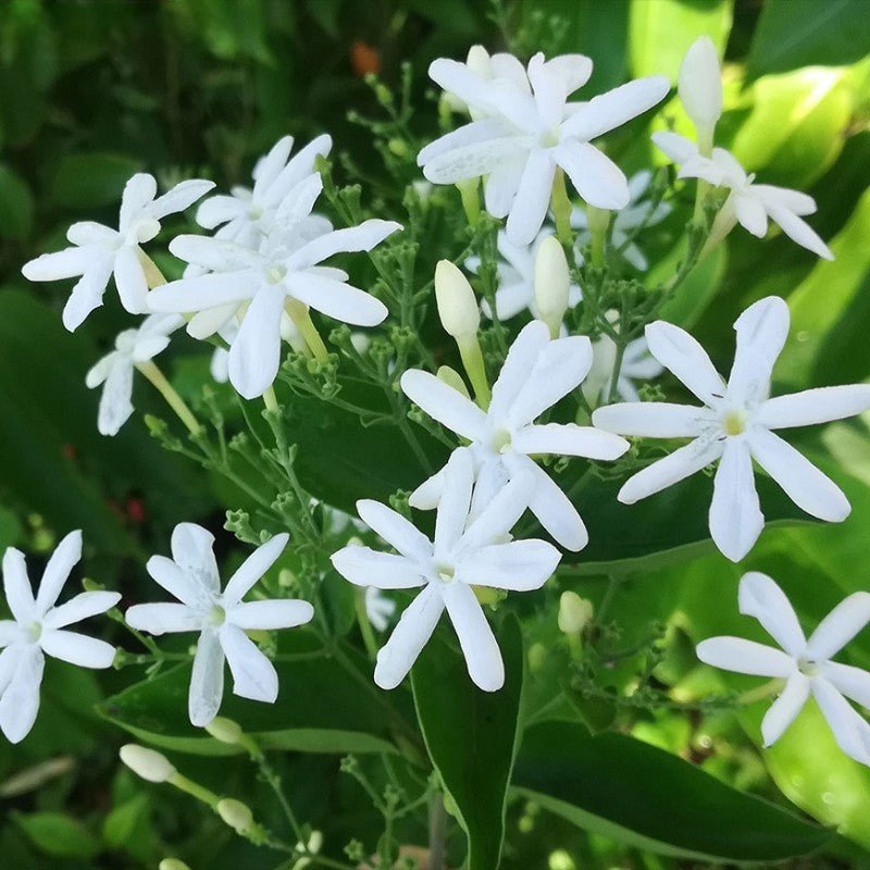 Jui Plant - Juhi | Fragrant Flower Plant