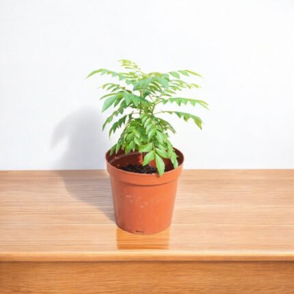 Kadi Patta Plant, Mitha Neem, Curry Leaves Plant, Kadhi Patta