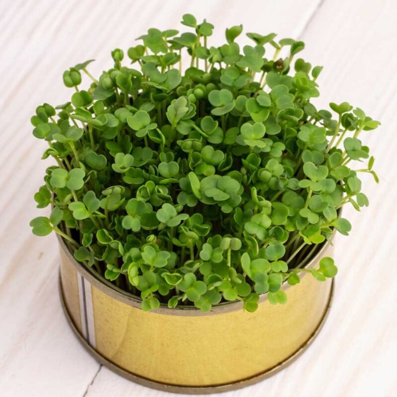 Kale Green Microgreen Seeds (20g)