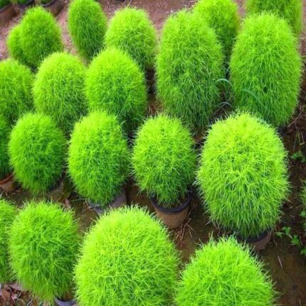 Kochia Plant, Burning Bush - Foliage Plant Seeds