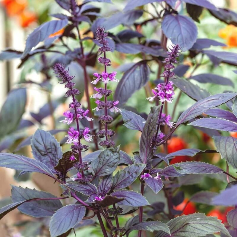 Krishna/Shyam Basil Seeds - 200 Seeds (Tulsi/तुलसी के बीज)