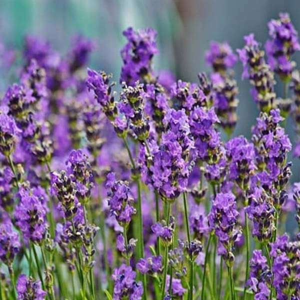 Lavender - Flower Seeds