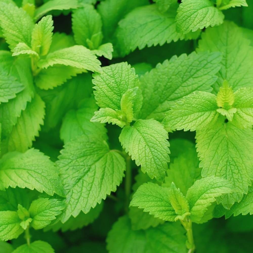 Lemon Balm Seeds - 200 Seeds (लेमन बाम के बीज) Lemon Balm Seeds - 200 Seeds (लेमन बाम के बीज)