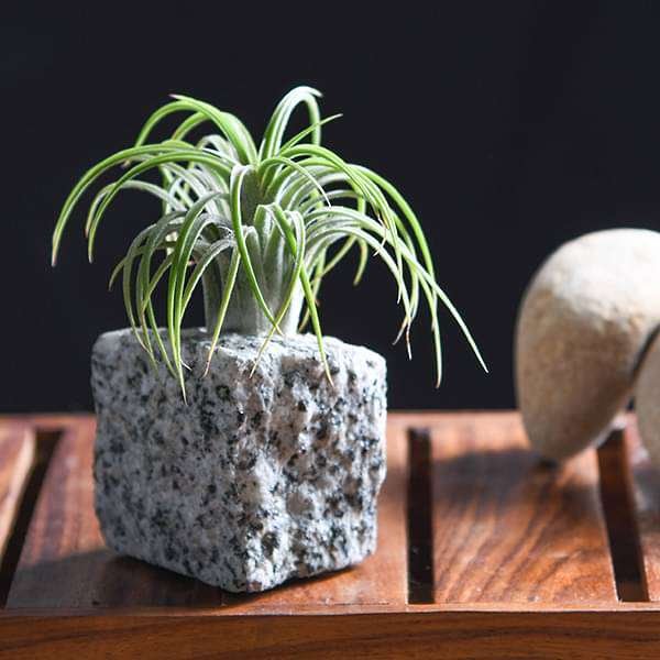 Living Granite - Air Plant
