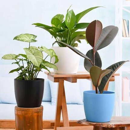 Low Maintenance Indoor Plants for Home Decoration