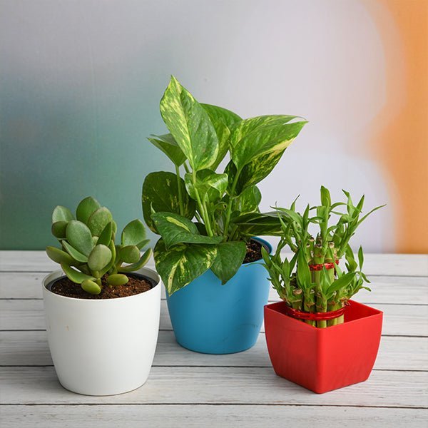 Lucky Money Attracting / Feng Shui Table Top / Office Desk Plants
