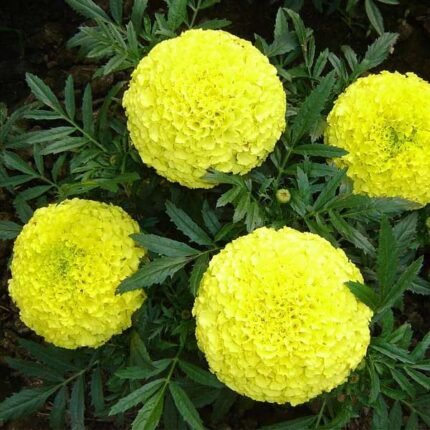 Marigold Pusa Basanti - Desi Flower Seeds