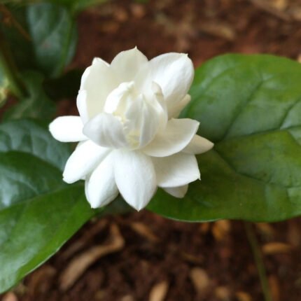 Mogra (Double Petal) Plant in 5" Inch Pot