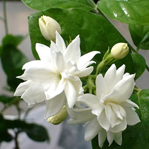 Mogra Star Plant in 5" Inch Pot | Annual Flower Outdoor Plant