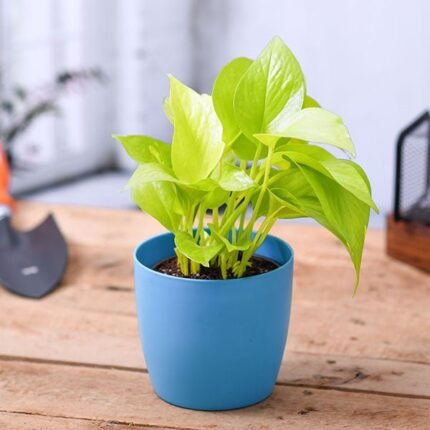 Money Plant Golden, Scindapsus Golden - Plant