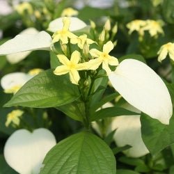 Mussaenda White Plant - Mussaenda erythrophylla