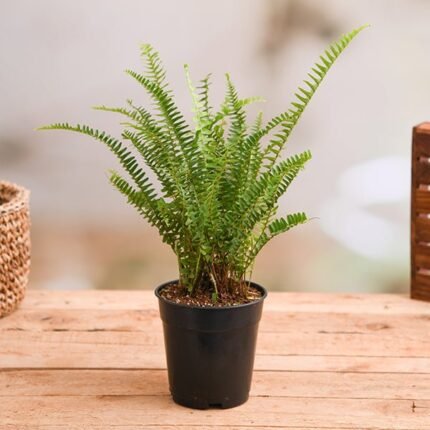 Nephrolepis exaltata bosteniensis, Boston Fern - Plant