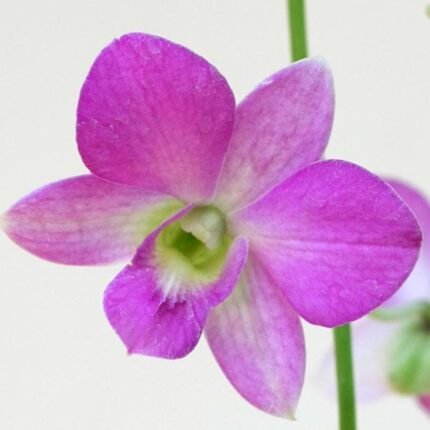 Orchid Plant, Dendrobium Orchid (Any Variety, Any Color) - Plant