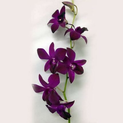 Orchid Plant, Dendrobium Orchid (Any variety, Wine Color) - Plant