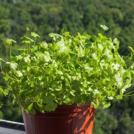 Parsley Microgreen Seeds